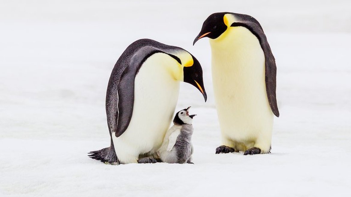 An emperor penguin chick is in the middle of its parents. The chick has its mouth open. They are all surrounded by a snowscape.