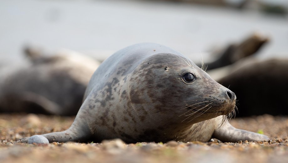 Harbour (common) seal