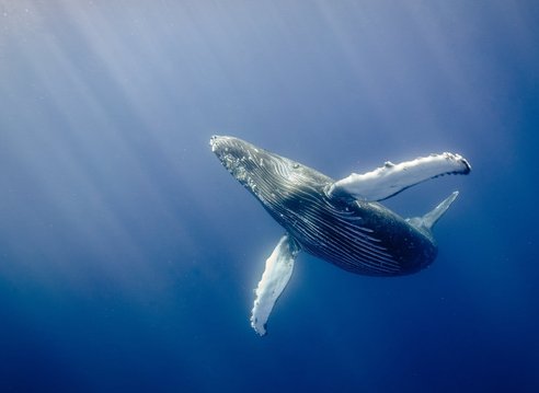 A humpback whale swimming alone in the ocean