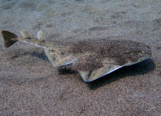 The image displays an angel shark (genus Squatina), specifically noted for its flat, ray-like body used for camouflaging on sandy seabeds.