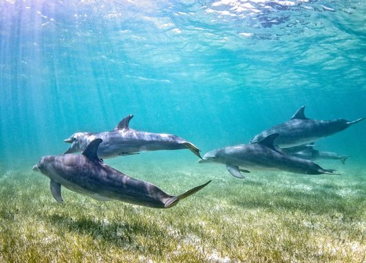 5 dolphins swimming away from the camera. They are above a seagrass meadow and some sand. The sun rays are shining above the dolphins making the water around them bright blue.