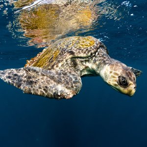 An Olive Ridley sea turtle swimming just below the ocean surface. Its refelction can be partically seen above it.