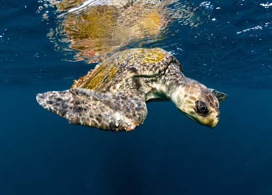 An Olive Ridley sea turtle swimming just below the ocean surface. Its refelction can be partically seen above it.