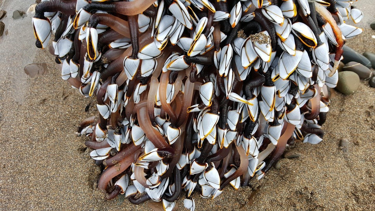 Goose barnacle | Marine Conservation Society