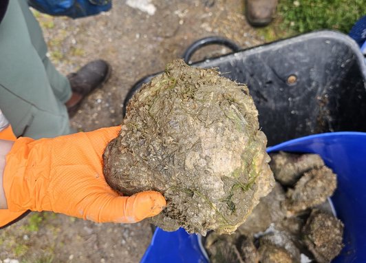A gloved orange hand holding up a large european flat oyster above a bucket with other oysters