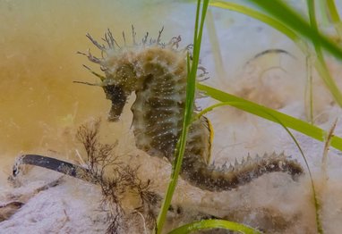 A close up of a yellowish brown seahorse. A blade of seagrass is in front of it