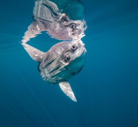 A sunfish is swimming close to the ocean's surface. Its distinctive pancake shaped body and head are clear to see. It has a fin sticking out the top of its body and a fin out the bottom of its body.