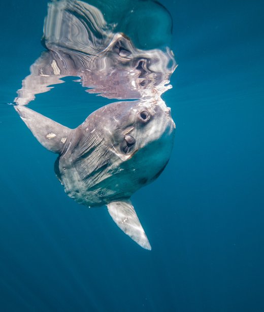 Sunfish