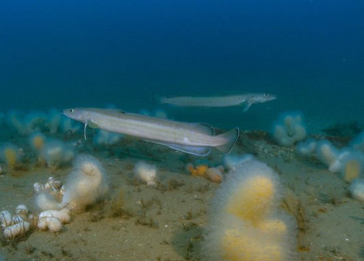 2 common ling, a pale, elongated, eel-like fish with a single prominent barbel under its chin, swimming in dim, bluish water above a sandy seabed.