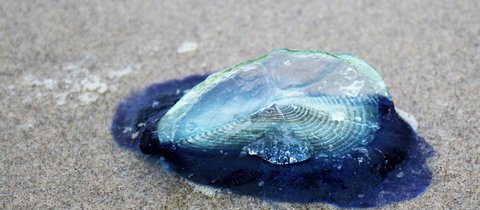 On the sand is a by-the-wind sailor. The dark blue rim around its body sits starkly against the yellow sand.