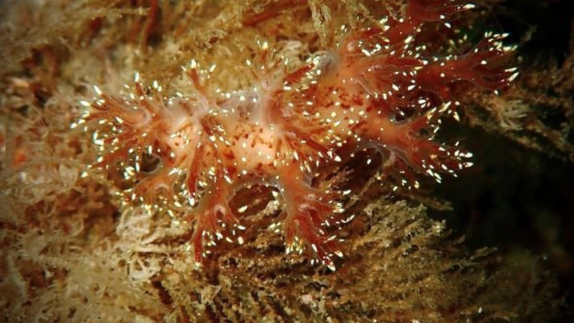 A close-up photograph of a dendronotus sea slug, resting on marine vegetation. It has a translucent, reddish-brown body with numerous branched, bushy projections called cerata running along its back.
