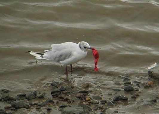 A black headed gull is sanding on some rocks. Dangling from it's mouth is a red, deflated balloon.