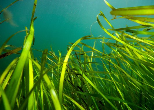 A seagrass meadow is photographed from the seabed, looking up to the blue water