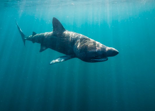 A basking shark swims through bright blue water in the Isle of Mann. Despite the basking shark often being seen with their mouths open, this ones mouth is partially closed. It has characteristic grey mottled colouring.