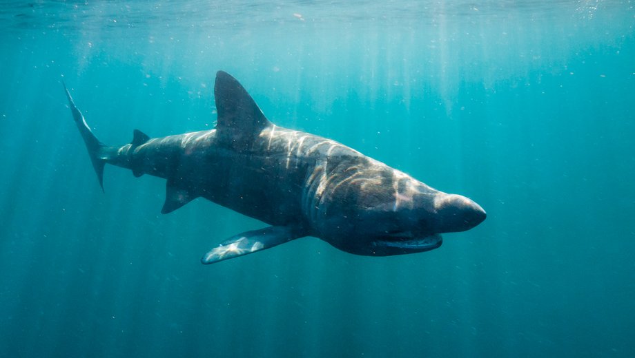 Basking shark