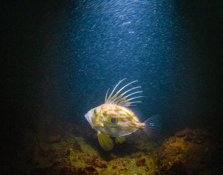 Close to the rocky seabed is a john dory fish. The sun's rays are shining through the blue water, highlighting the long, thin spikes that are sticking out of the fish's back.