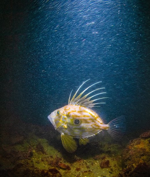 John Dory