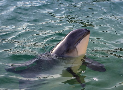 A harbour porpoise breaches out of the water showing its head. Its flippers are below the water but can see seen in the clear water and its two-tone markings of dark grey on top and cream to the sides and underbelly can be seen.