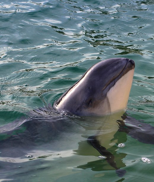 Harbour porpoise