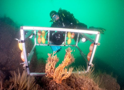 A diver holding some camera rigging about to take a picture of a coral called pink sea fan. The pink sea fan is in the foreground.