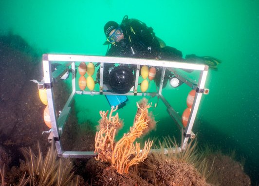 A diver holding some camera rigging about to take a picture of a coral called pink sea fan. The pink sea fan is in the foreground.