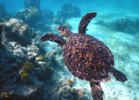 A hawksbill turtle swimming over a reef in the Caribbean UKOTs