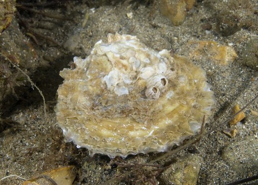 A beige coloured native oyster is photographed on the seabed floor, surrounded by sand and pebbles.