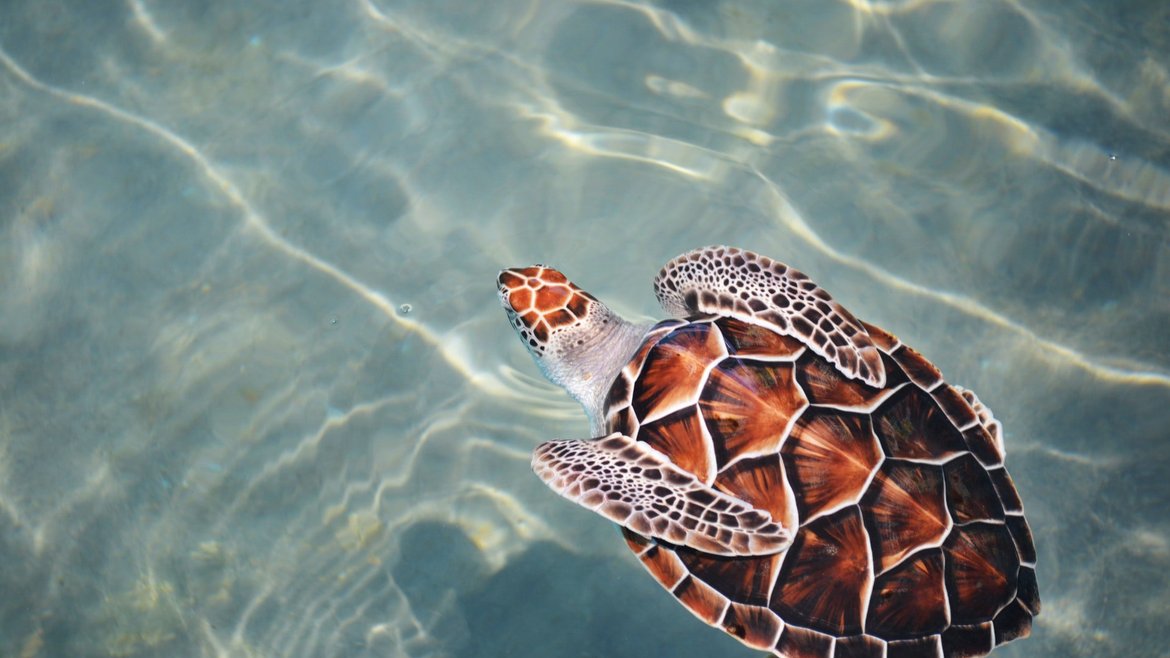 A loggerhead turtle swimming away from the camera