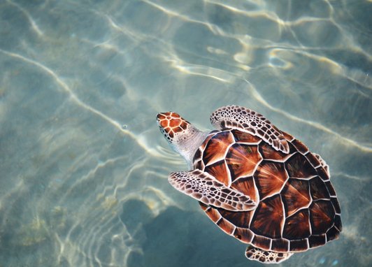 A loggerhead turtle swimming away from the camera