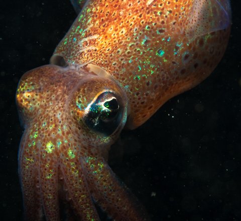In dark waters an Atlantic bobtail squid is pictured. Its skin has iridescent coloured spots on it.