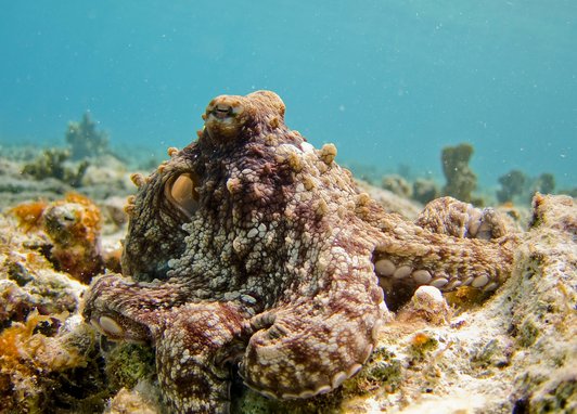 A brown octopus on the sea floor. Behind it is an azure sea