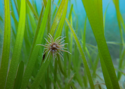 A star-shaped snakelocks anemone can be seen in seagrass. It is quite alien-like, with a dark centre and over a dozen tendrils swaying.