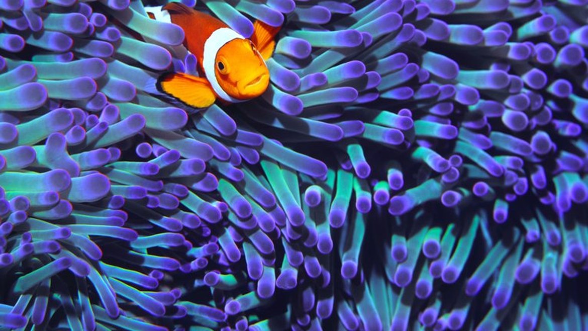 An orange fish with black and white stripes along its body is staring out of a purple sea anemone. The sea anemone makes up a large part of the camera shot.