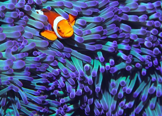An orange fish with black and white stripes along its body is staring out of a purple sea anemone. The sea anemone makes up a large part of the camera shot.