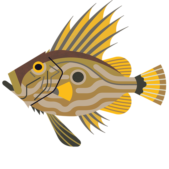 John Dory M 960.png