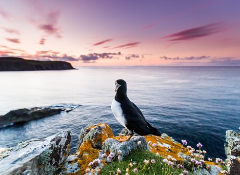An Atlantic puffin perches a top a cliff on Fair Isle looking out at sea. There are rocky land masses in the distance and the sky is a spectacular pink and purple. The rock the puffin is perched on is surrounded by lichen, grass and wildflowers.