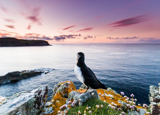 An Atlantic puffin perches a top a cliff on Fair Isle looking out at sea. There are rocky land masses in the distance and the sky is a spectacular pink and purple. The rock the puffin is perched on is surrounded by lichen, grass and wildflowers.