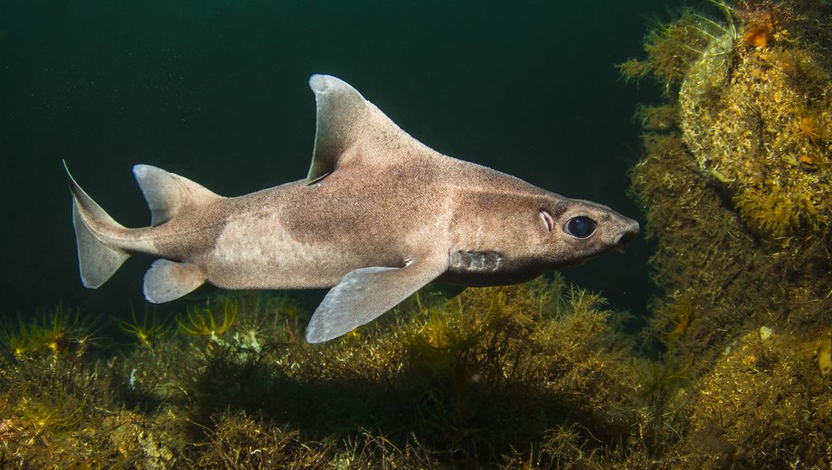 Angular roughshark