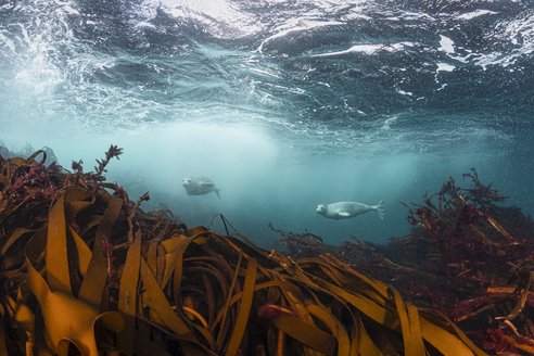Grey Seals swim just above roiling waves in Loch Eriboll Scotland. The seals are in the distance, while the foreground shows a lush, swaying kelp forest.