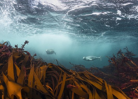 Grey Seals swim just above roiling waves in Loch Eriboll Scotland. The seals are in the distance, while the foreground shows a lush, swaying kelp forest.