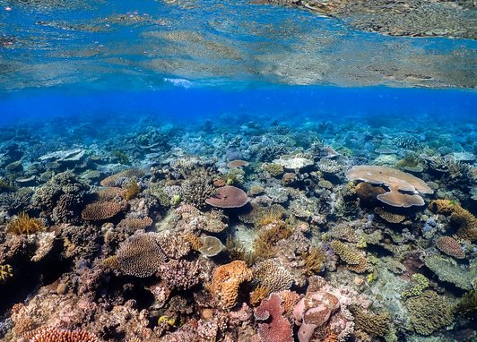 A colourful reef, the ocean surface is available at the top.
