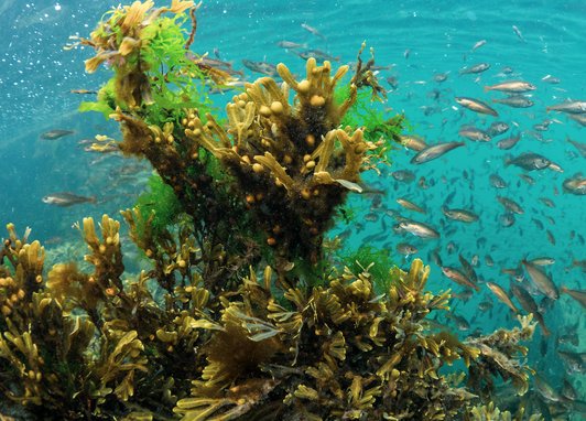 An underwater photograph of a dense cluster of healthy kelp with numerous small fish swimming in the clear blue water around it