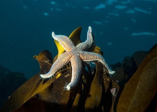A lone starfish laying on some kelp at the seabed. Above it is a dark blue ocean,