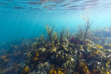 An underwater shot of seaweed
