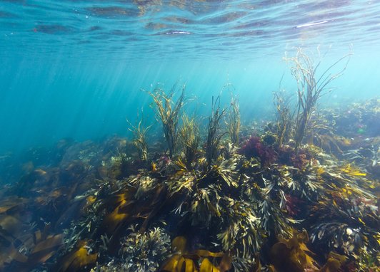 An underwater shot of seaweed
