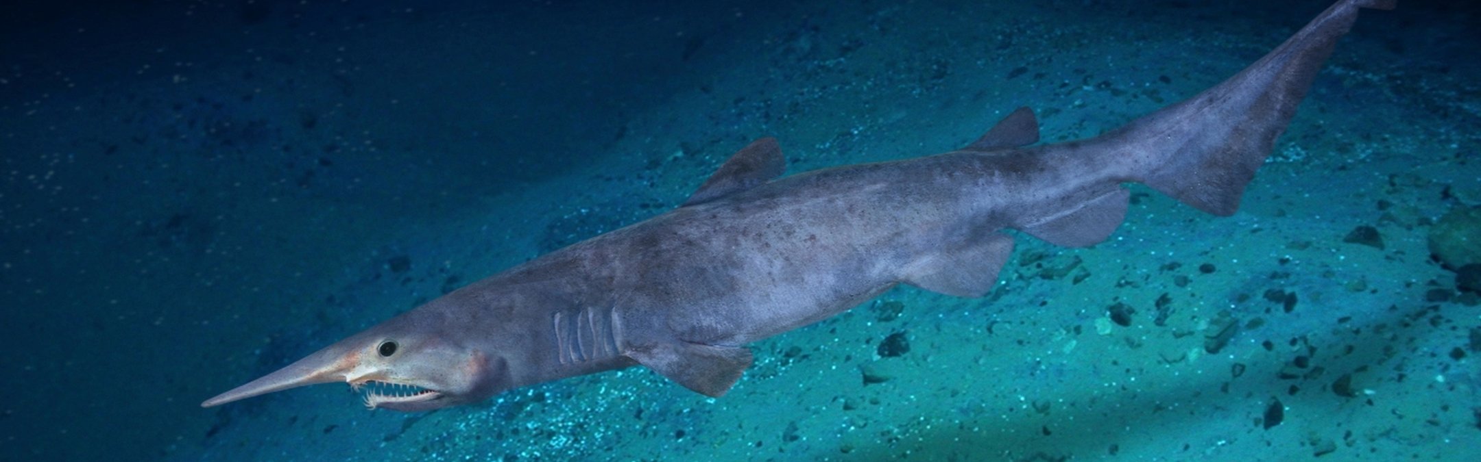 A goblin shark swimming along a light blue sea bed.