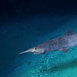A goblin shark swimming along a light blue sea bed.