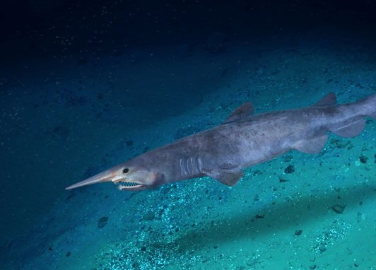 A goblin shark swimming along a light blue sea bed.