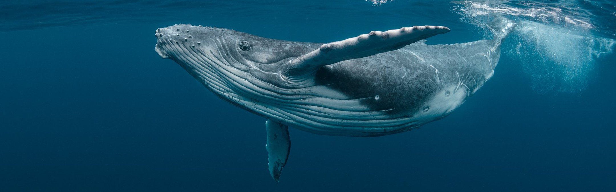 A humpback whale swims close to the surface of the ocean. Its back is slightly arched upwards, showing its characteristic long knobbly flipper and the white ridged underside of its mouth.