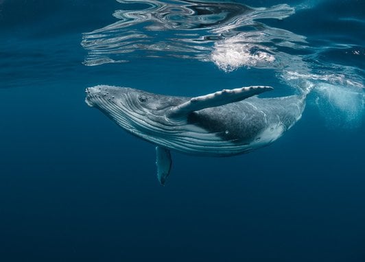 A humpback whale swims close to the surface of the ocean. Its back is slightly arched upwards, showing its characteristic long knobbly flipper and the white ridged underside of its mouth.